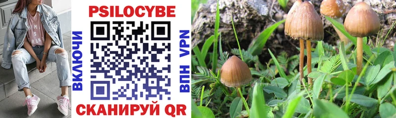 Купить где  Заволжье  Галлюциногенные грибы мицелий 